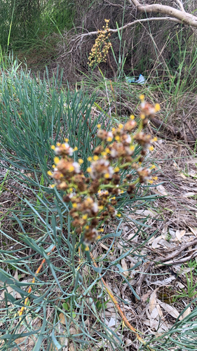 Stirlingia latifolia, photograph 4