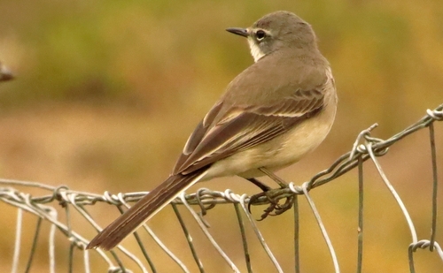 iNaturalist image