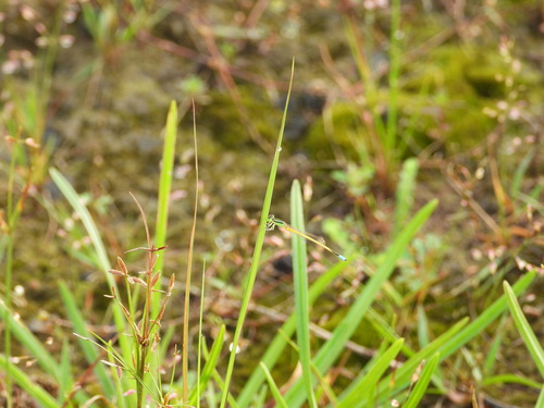 Western Golden Dartlet