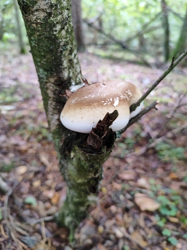 birch polypore