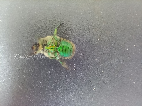 Chiloloba acuta