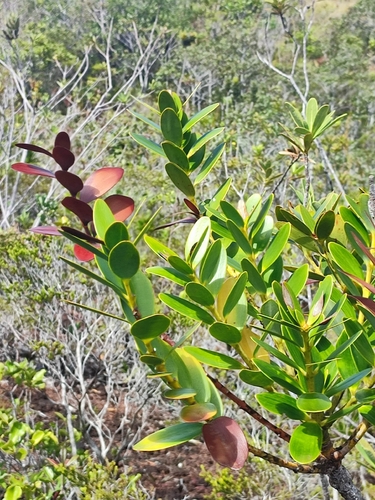 Agathis ovata, photograph 2
