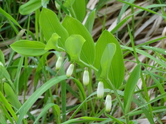 Polygonatum odoratum odoratum
