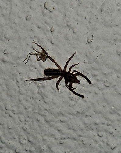 Iberian Solifugid