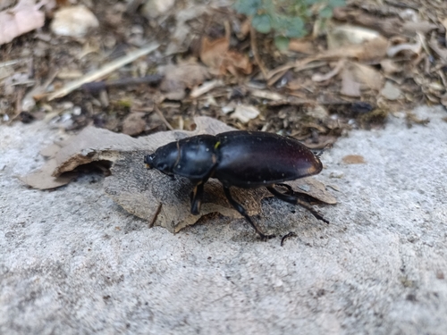 Lucanus tetraodon