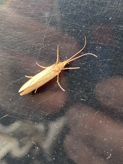 Trichoptera