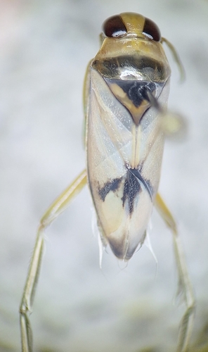Notonecta unifasciata