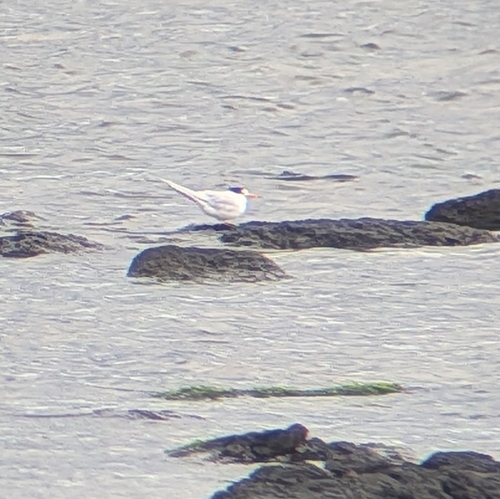 iNaturalist image