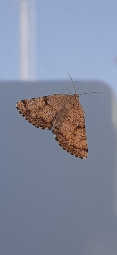 Common Heath