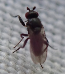 Sphaeroceridae