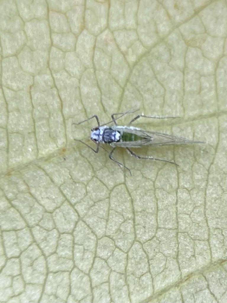 Prociphilus caryae