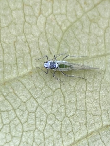 Prociphilus caryae