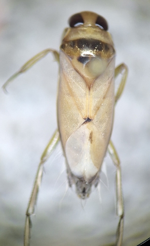 Notonecta unifasciata