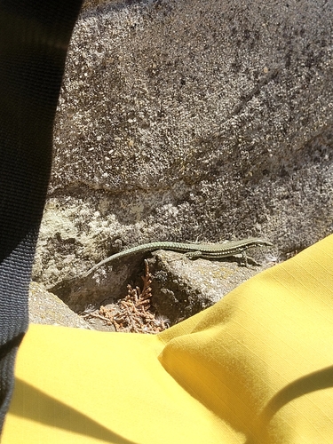Common Wall Lizard