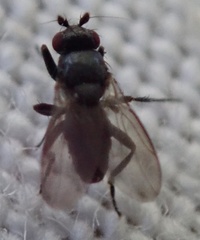 Sphaeroceridae