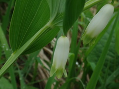 Polygonatum odoratum odoratum