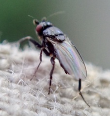 Sphaeroceridae