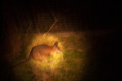 Notamacropus eugenii