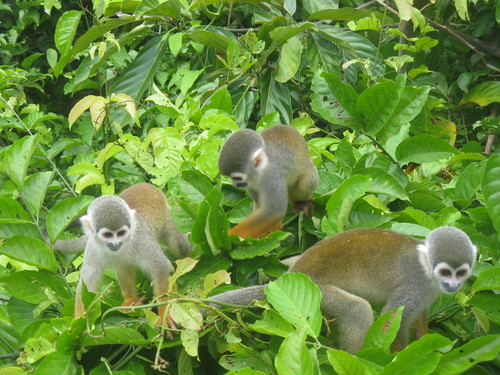 Ecuadorian Squirrel Monkey, photo 2 of 9