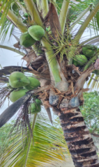 Cocos nucifera