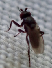 Sphaeroceridae