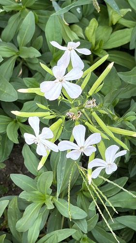 common soapwort