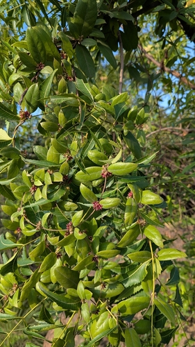 Hemidesmus indicus, photograph 2