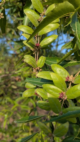 Hemidesmus indicus, photograph 3