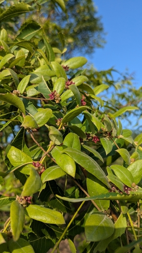 Hemidesmus indicus, photograph 4
