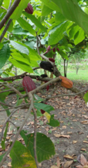 Theobroma cacao