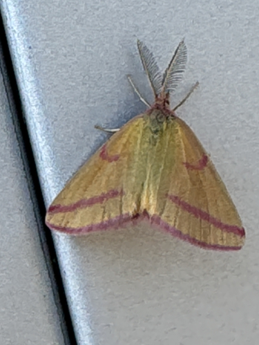 Purple-barred Yellow