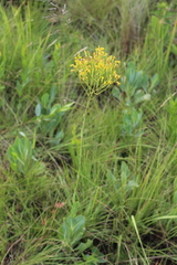 Senecio isatideus