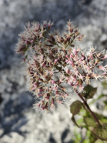 hemp agrimony