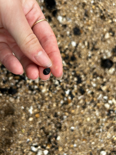 Neritina neglecta observed 2026-08-15