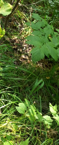 Actaea cimicifuga, photograph 3