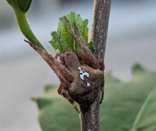 Angular Orbweaver Spider