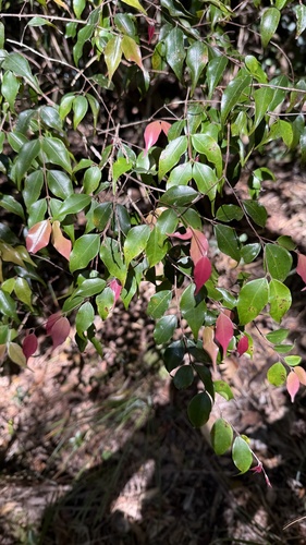 Uromyrtus observed 2026-09-06