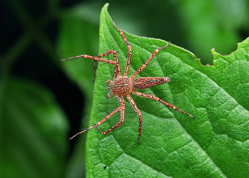 Hieroglyph Fairy Lynx Spider
