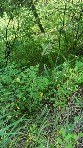 Calamagrostis purpurea, photograph 3