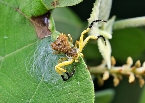 Phrynarachne ceylonica