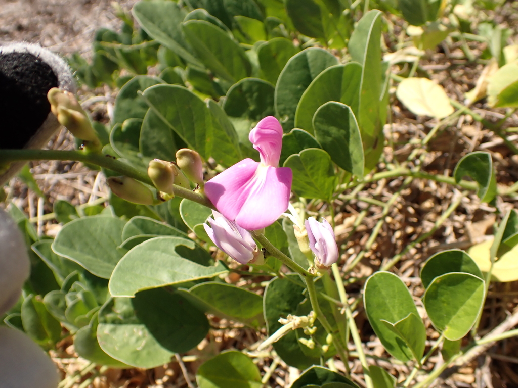Canavalia rosea; photograph (c) Stella Fish, some rights reserved (CC BY)