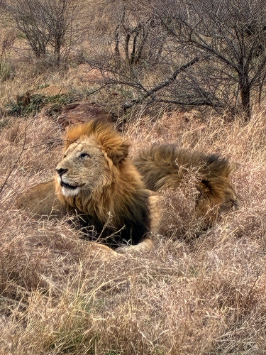Southern Lion