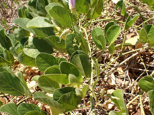 Canavalia rosea, photograph 4