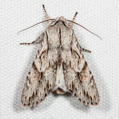 Egira crucialis