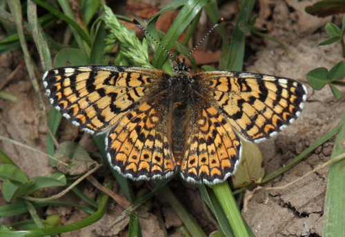 Glanville Fritillary