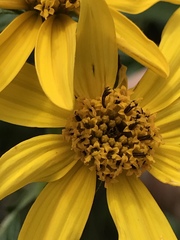Bidens rubifolia