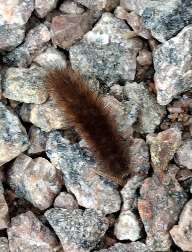 Ruby Tiger Moth