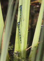 Coenagrion pulchellum