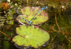 Coenagrion pulchellum