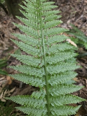 author not stated, no rights reserved Asplenium bulbiferum, photograph author not stated, no rights reserved